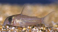 Corydoras griseus